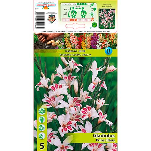 Zwerg-Gladiole Prins Claus interface.art Bild 1 Zwerg-Gladiole Prins Claus interface.image 1 interface.art 76332