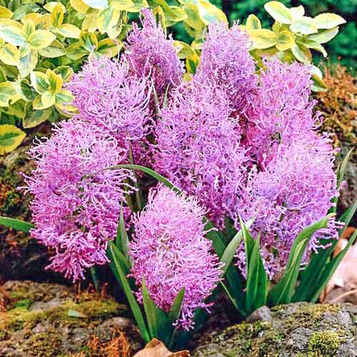 Zwiebel Plumosum interface.image 1 interface.art 70278