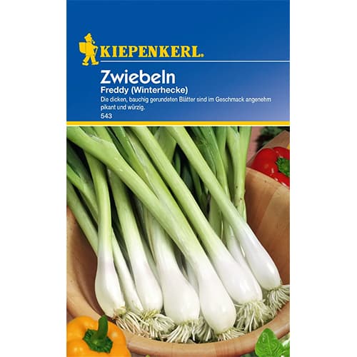 Zwiebel Freddy (Winterhecke) interface.art Bild 1 Zwiebel Freddy (Winterhecke) interface.image 1 interface.art 77460