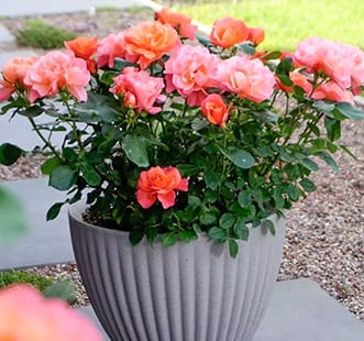 Rosen für Balkon, Terrasse