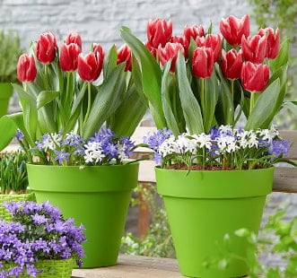 Star Capperline Blumenzwiebeln