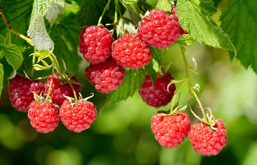 Geheimnisse der erfolgreichen Vorbereitung von Himbeeren für den Winter