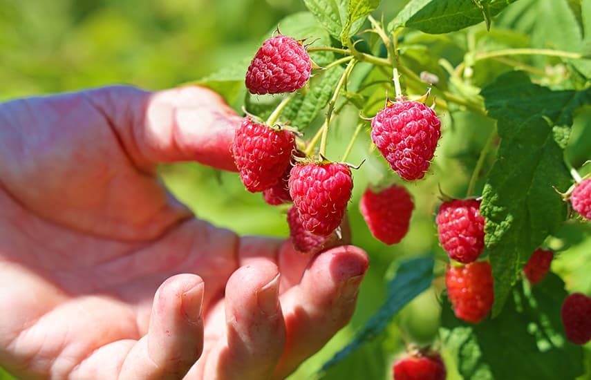 Geheimnisse der erfolgreichen Vorbereitung von Himbeeren für den Winter