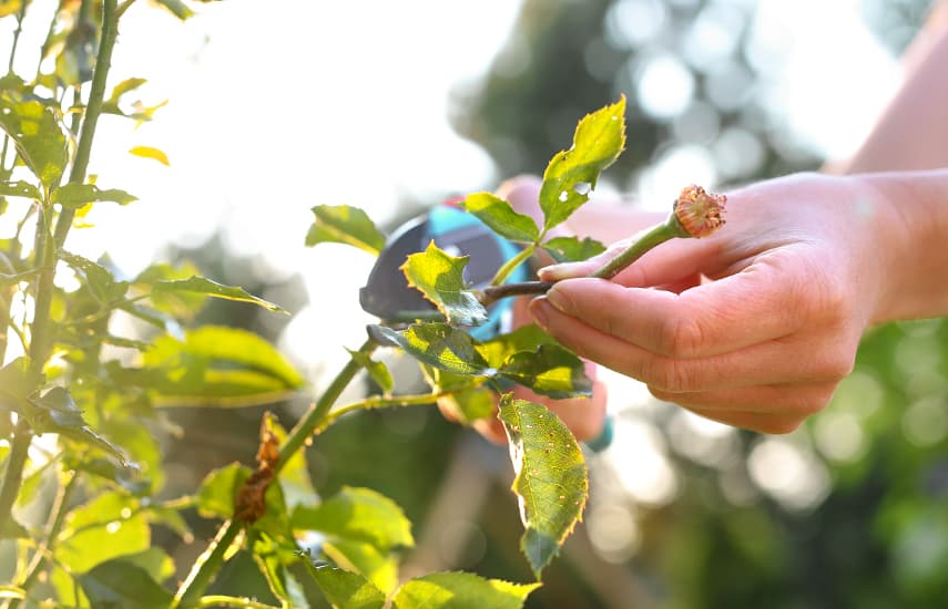 Ein Wintermärchen für Rosen: Womit sollten Sie Ihre Sträucher abdecken, damit sie nicht erfrieren?