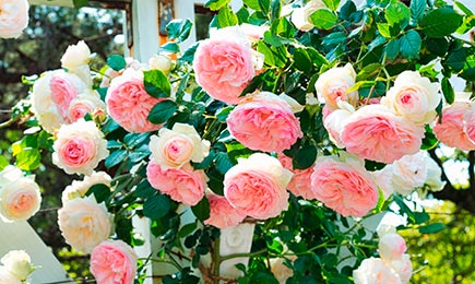 Beetrosen | Haus und Garten