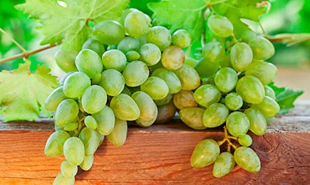 Reicher Geschmack | Haus und Garten