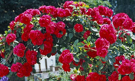 Großblütige Rosen | Haus und Garten