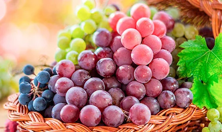 Große Trauben | Haus und Garten